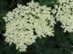 Sambucus Nigra fiori