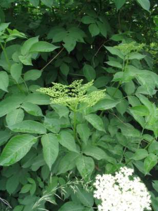 Sambucus Nigra.