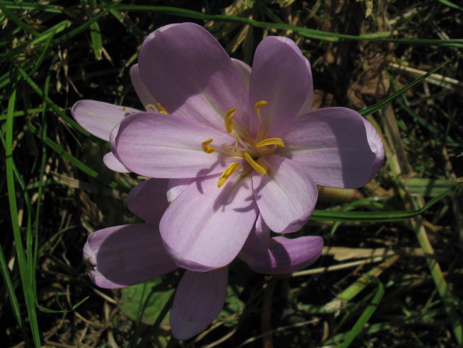 Colchicum Autumnale