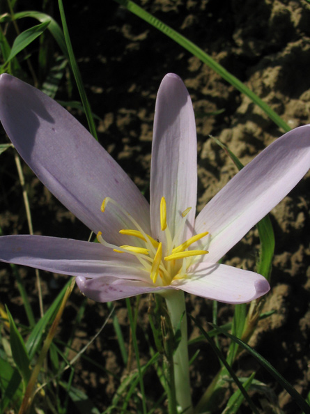 Colchicum Autumnale