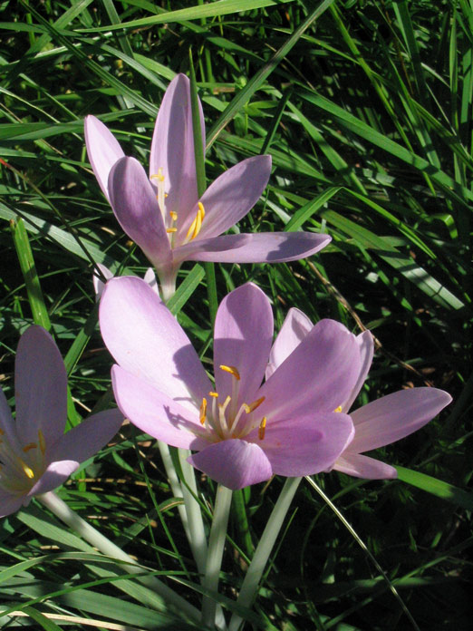 Colchicum Autumnale