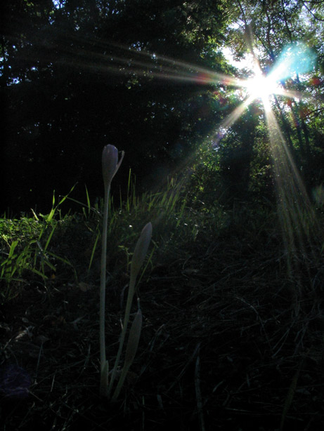 Colchicum Autumnale