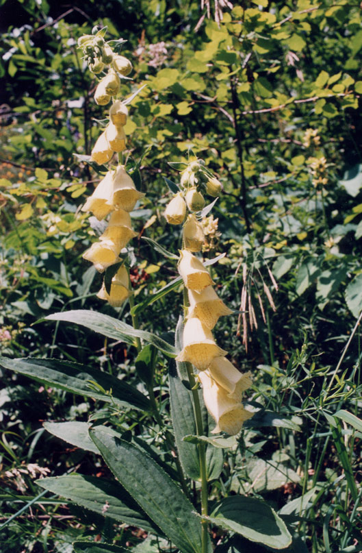 Digitalis Grandiflora